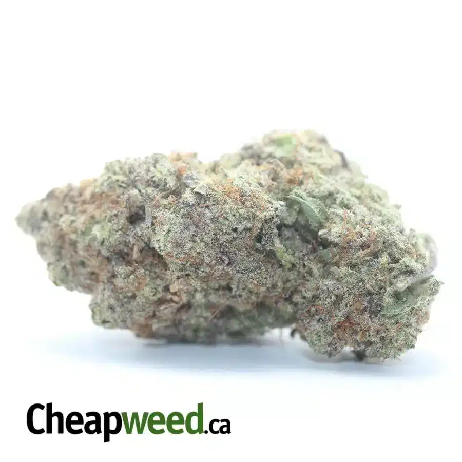 MAC10 x GMO Cookies