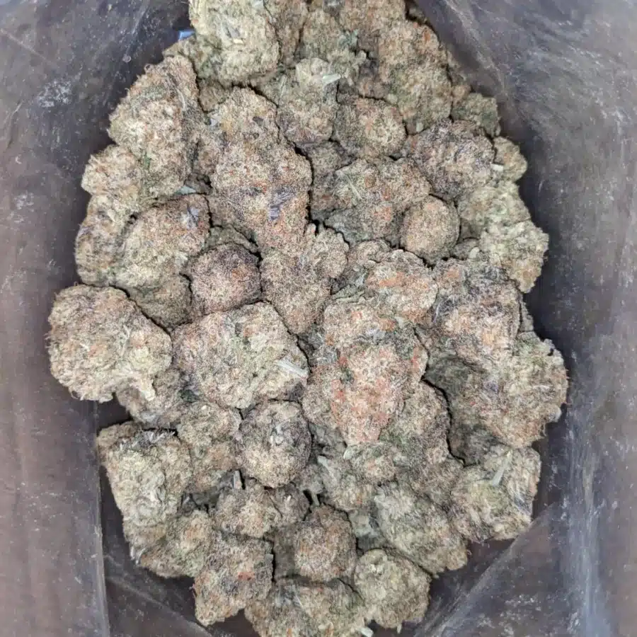 MAC10 x GMO Cookies