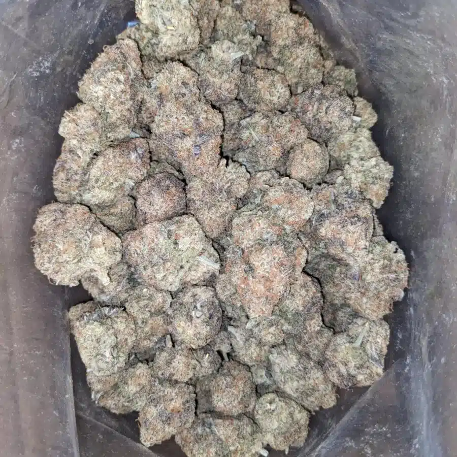 Alternative view of MAC10 x GMO Cookies