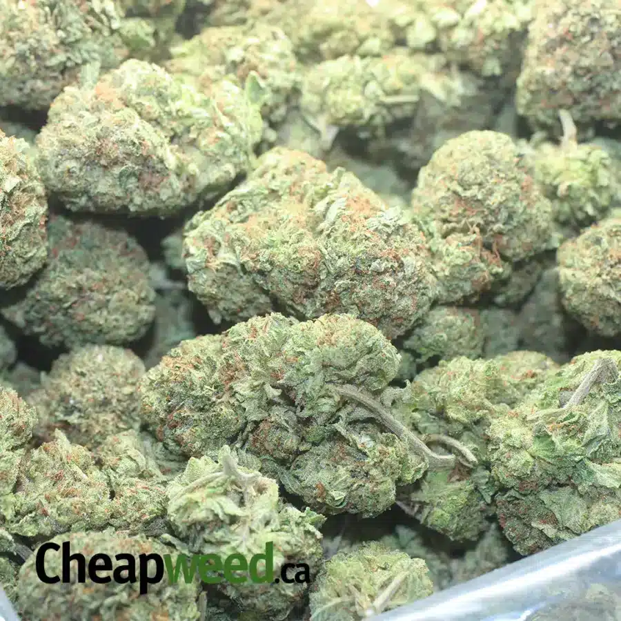 PINK OG 5 I Pink OG