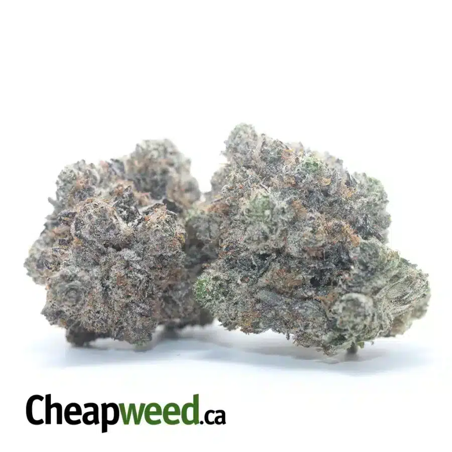 Alternative view of Pink Rockstar