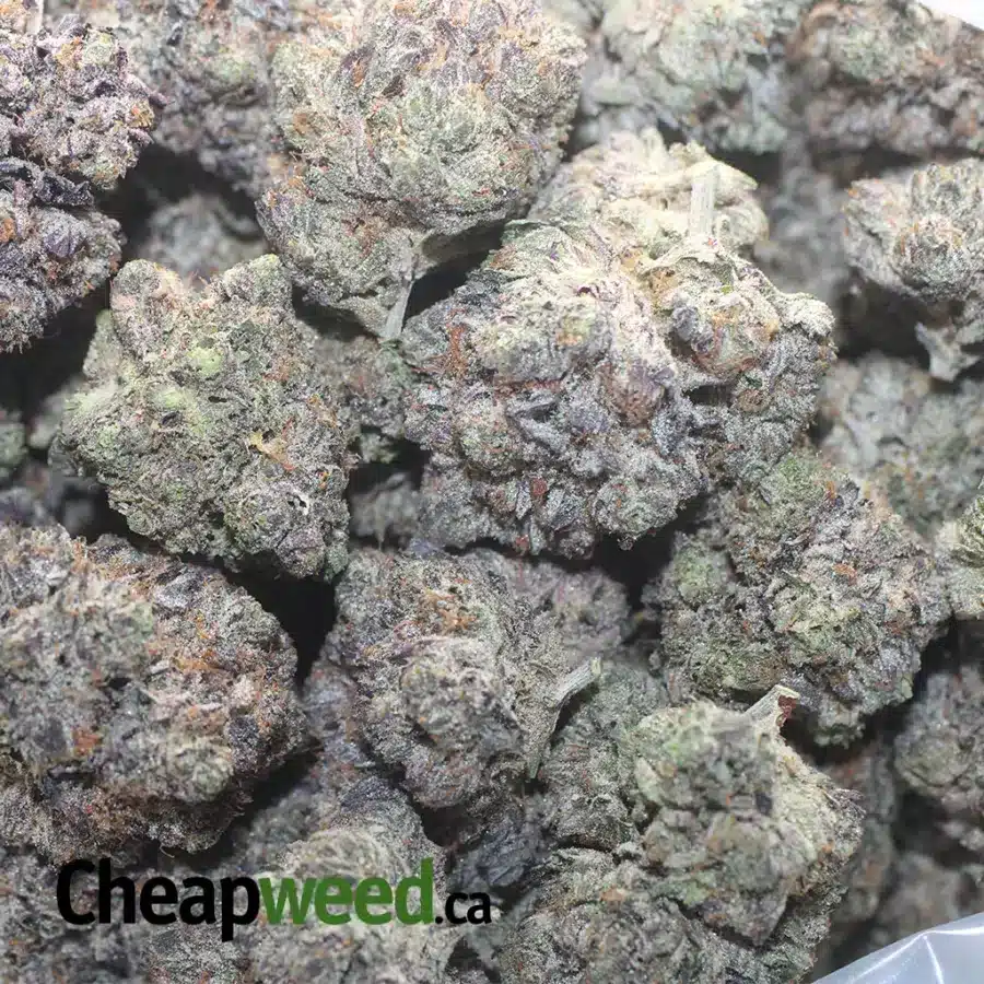PINK ROCKSTAR 3 I Pink Rockstar