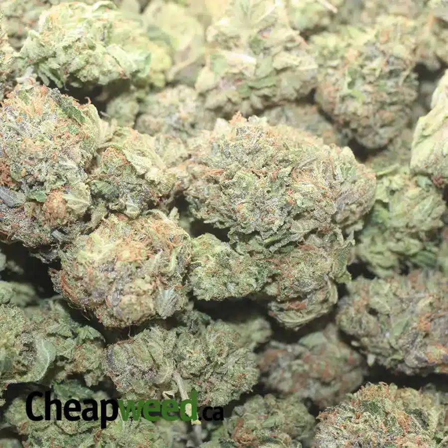 PINK TUNA 1 I Pink Tuna Kush