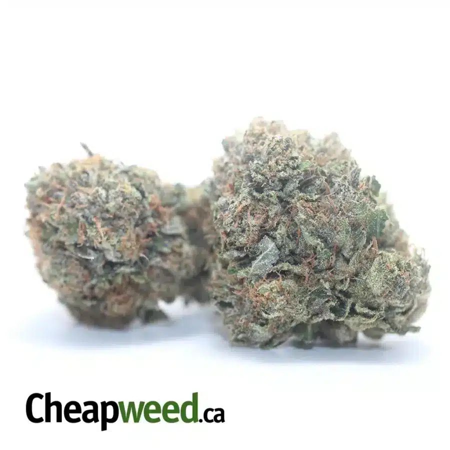 Alternative view of Pink Tuna Kush