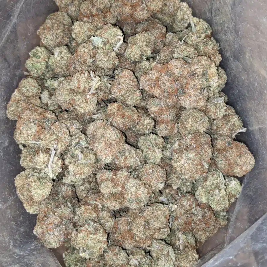 Purple Acai Berry