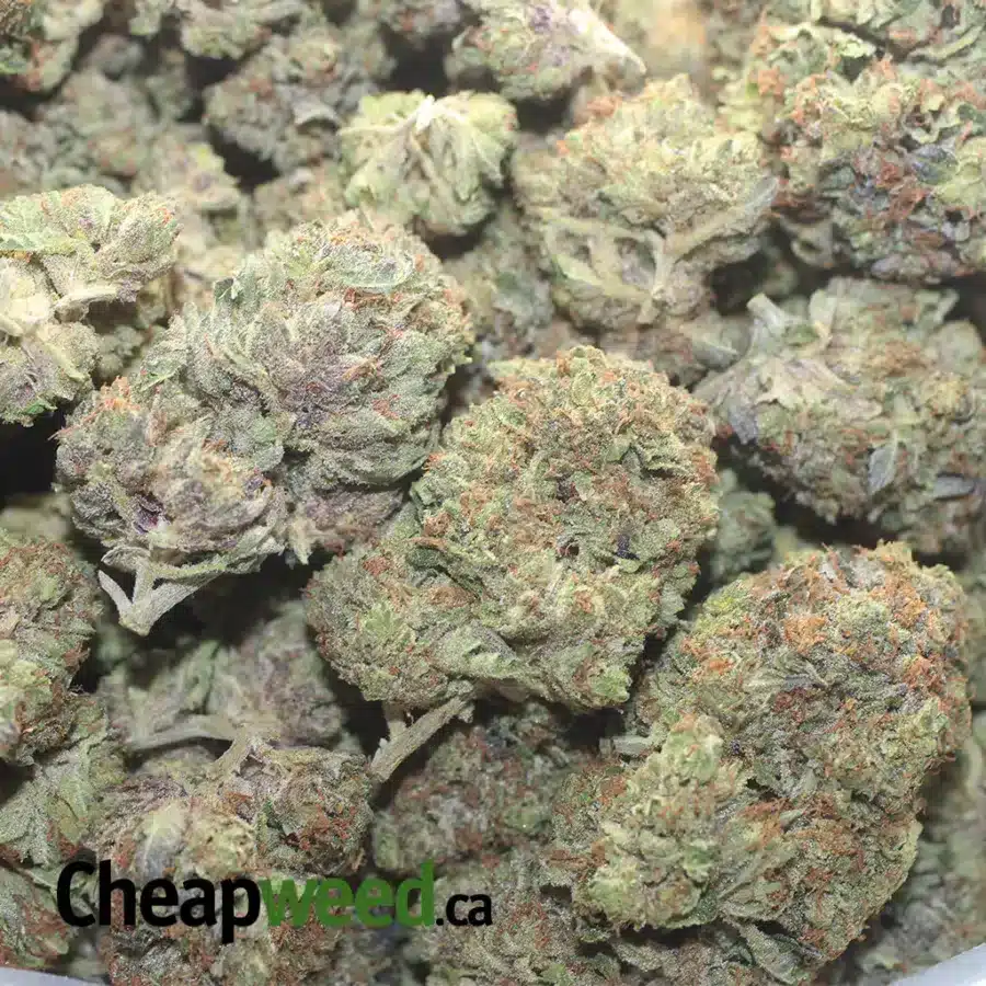 ROCKSTAR BUBBA 1 I Rockstar Bubba