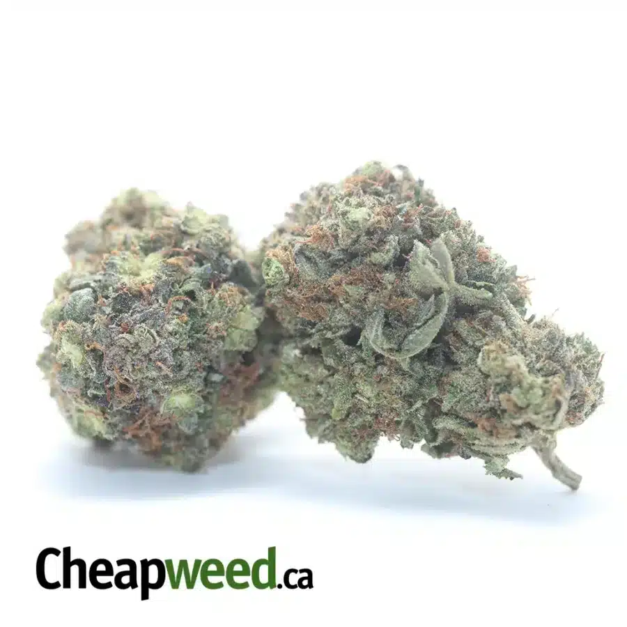 Alternative view of Rockstar Bubba