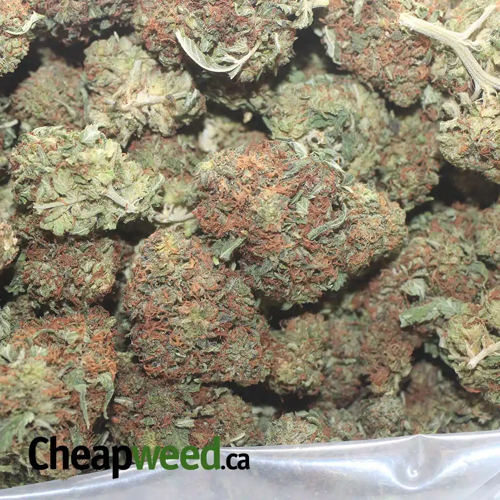 Scrappy Bubba - Image 3