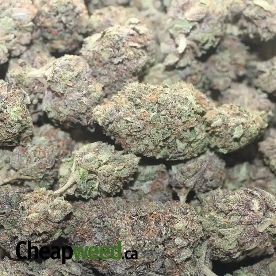 TONYS MK ULTRA 1 I Tony's MK Ultra