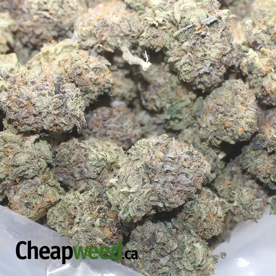 TUNA KUSH AAA 1 I Tuna Kush AAA