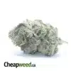 White Berry