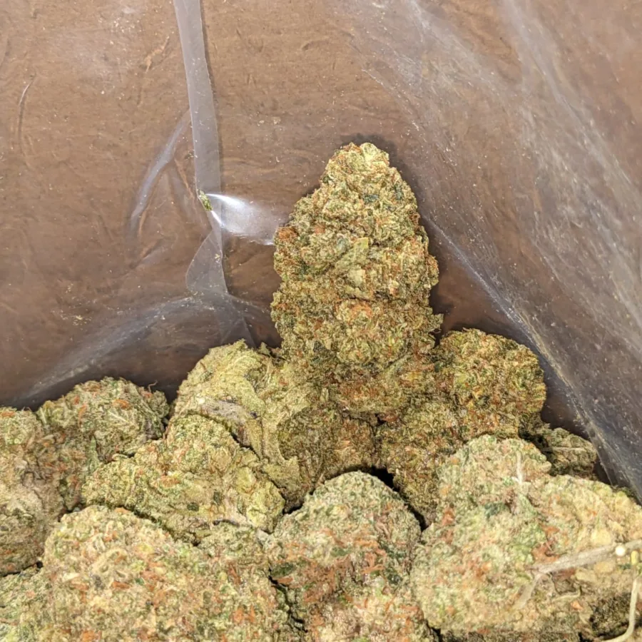 Alternative view of $45oz Cougar Piss