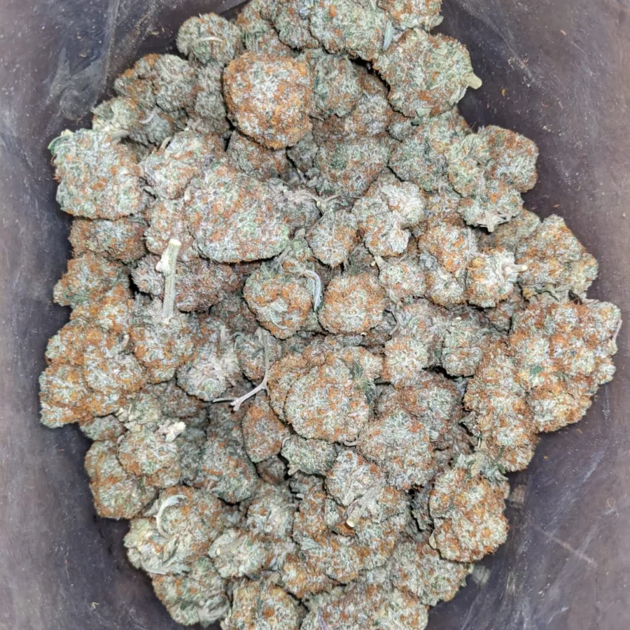 Agent Orange
