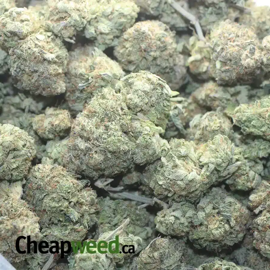 Black Cherry Pie - Image 3