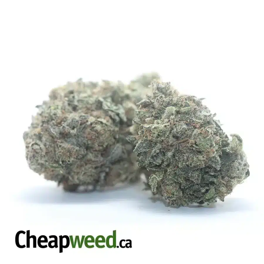 Alternative view of Black Cherry Pie