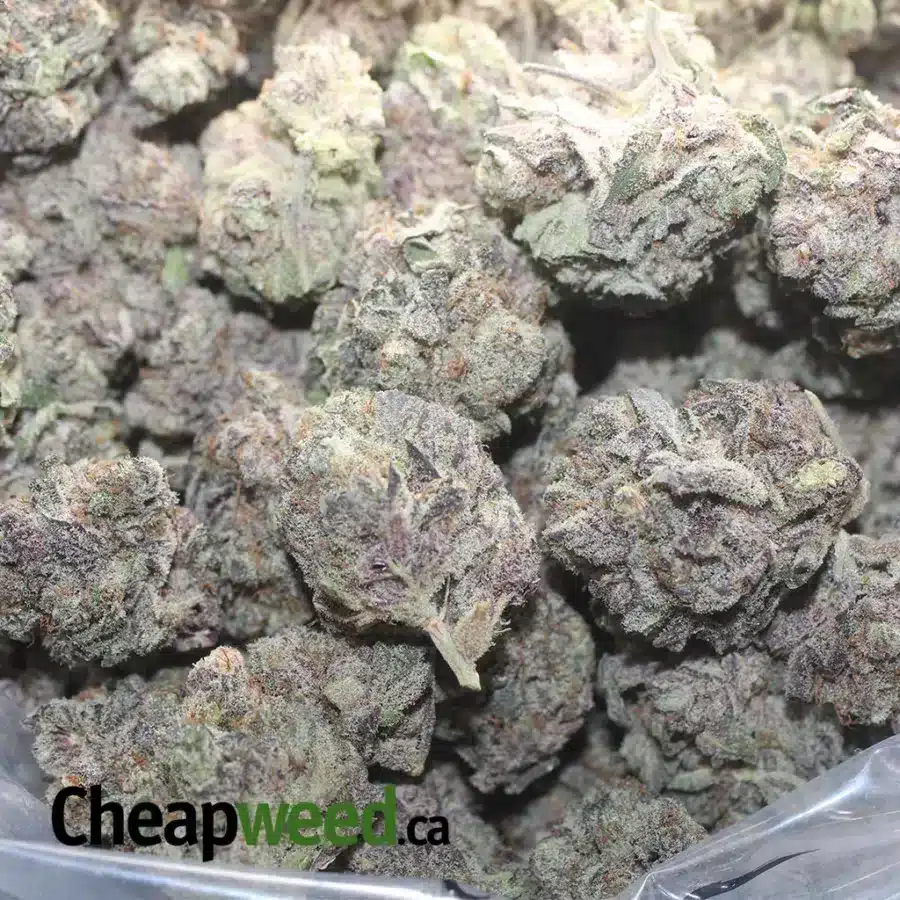 Blueberry YumYum - Image 3
