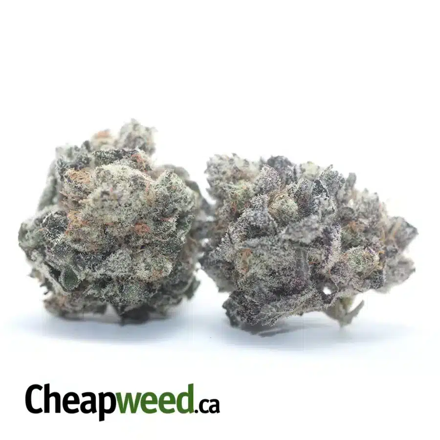 Alternative view of Blueberry YumYum