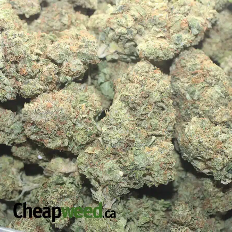 BUBBA WRECK 1 I Bubba Wreck