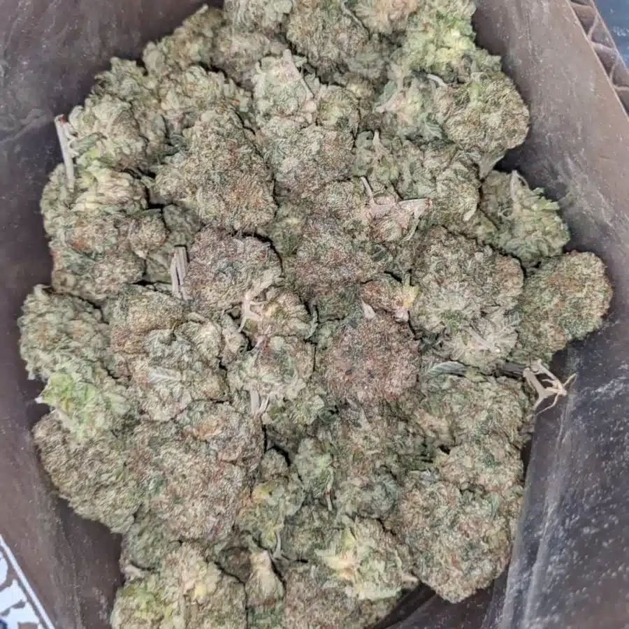 Alternative view of Black Cherry Pie