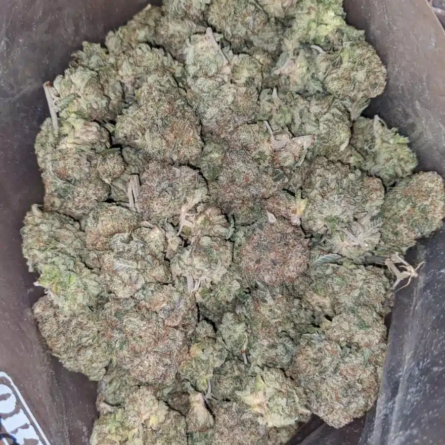 Black Cherry Pie