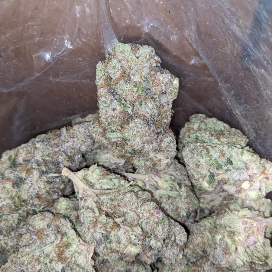 Alternative view of Blueberry YumYum
