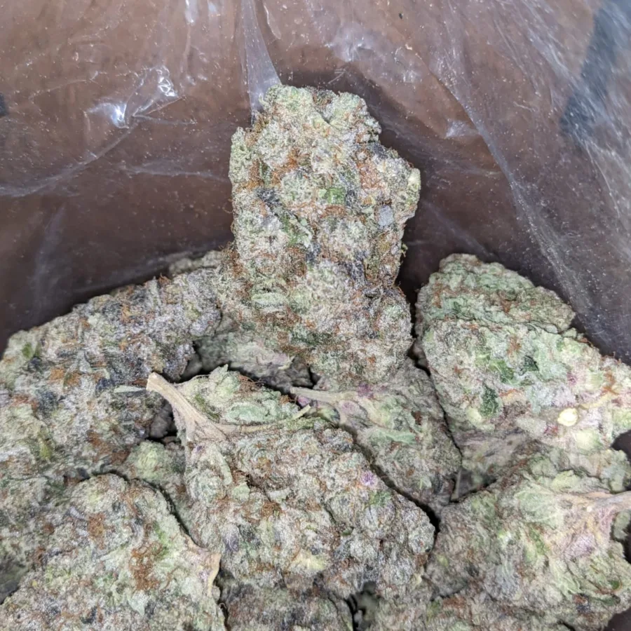Blueberry YumYum - Image 5