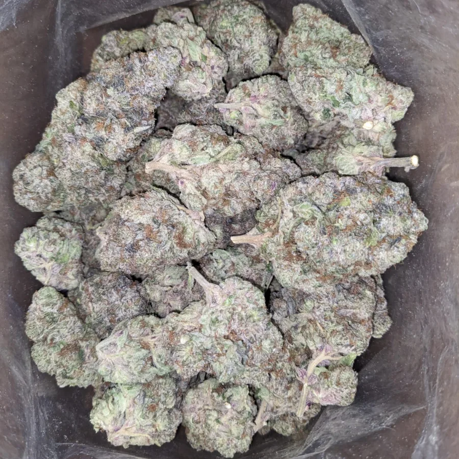 Blueberry YumYum - Image 4