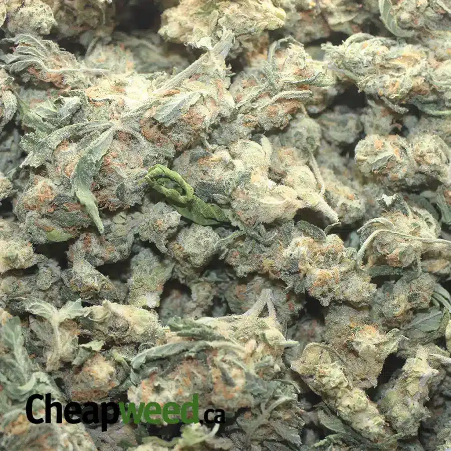 CHEAPWEED HYBRID S 1 I Cheapweed Hybrid (Smalls)