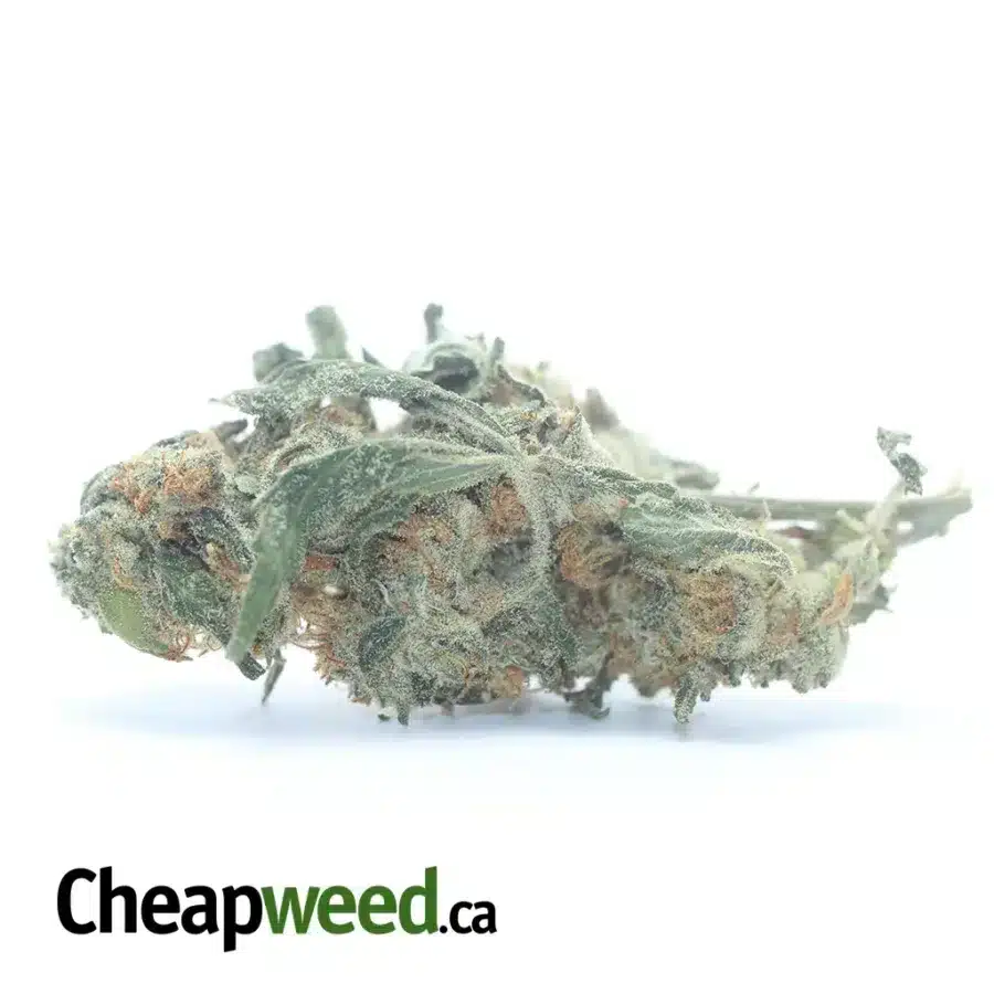 Cheapweed Hybrid (Smalls)