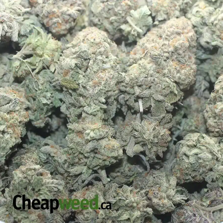Cookie Breath - Image 3
