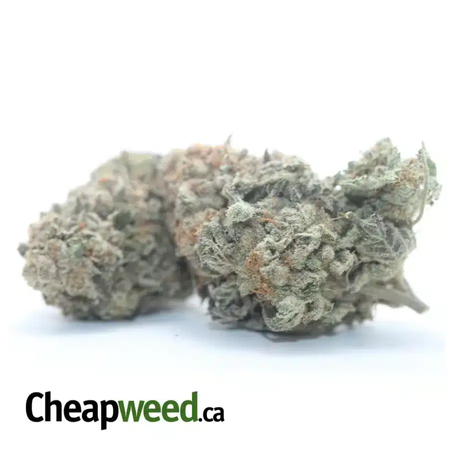 Alternative view of Cookie Breath