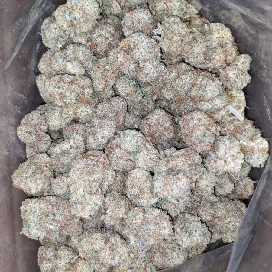 Cap Junky