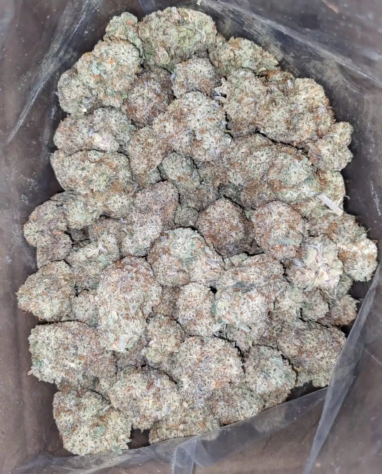 Cap Junky