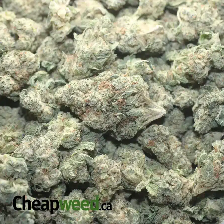 FROSTY S 1 I Frosted Cake (Smalls)