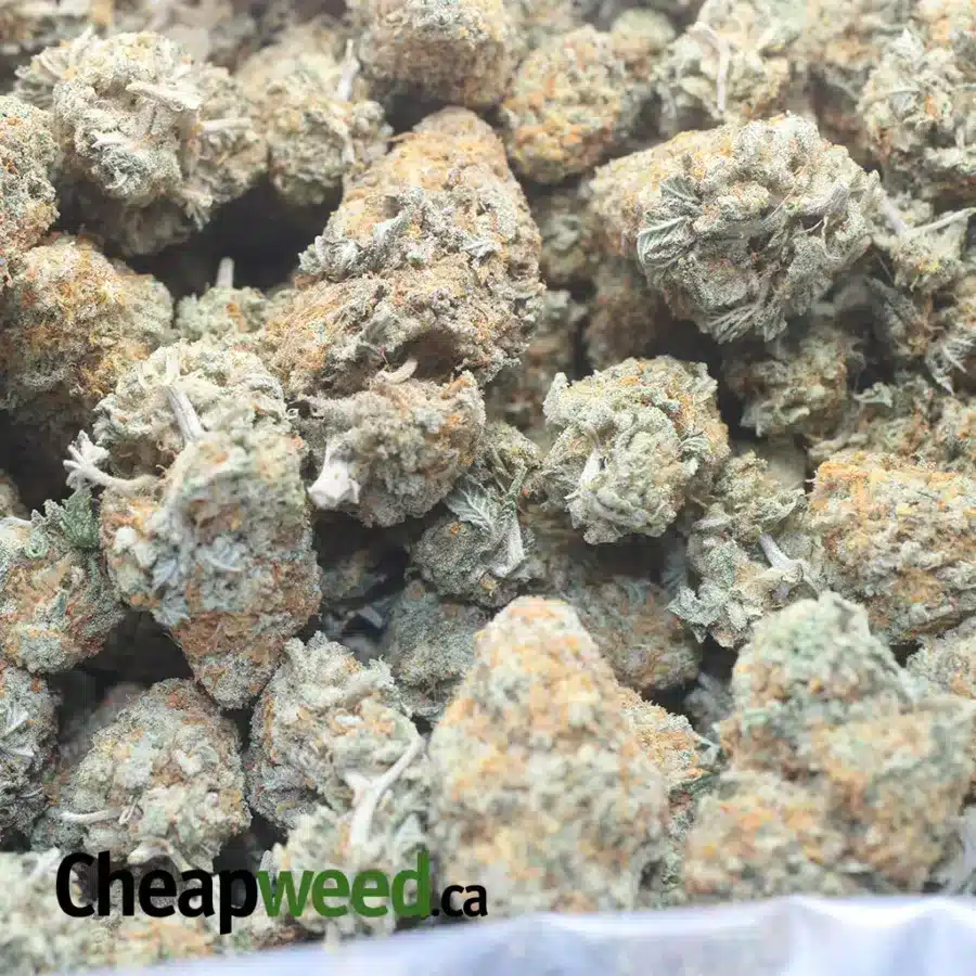 GHOST TRAIN HAZE 1 I Ghost Train Haze
