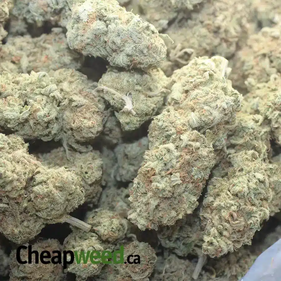 GIRL SCOUT COOKIES FLAT 1 I $44oz Girl Scout Cookies