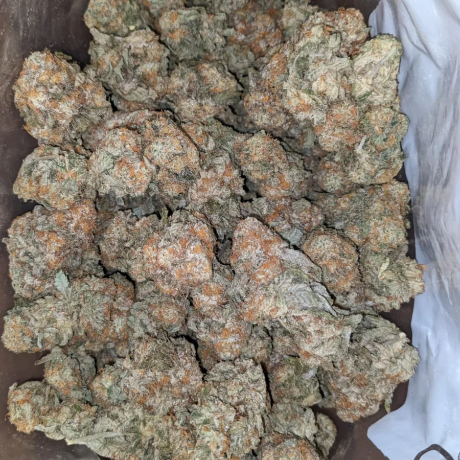 Alternative view of Garlic Breath