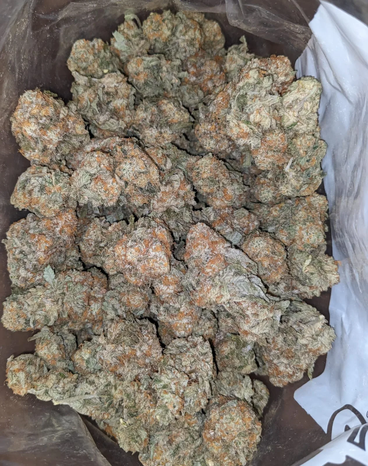Garlic Breath - Image 4