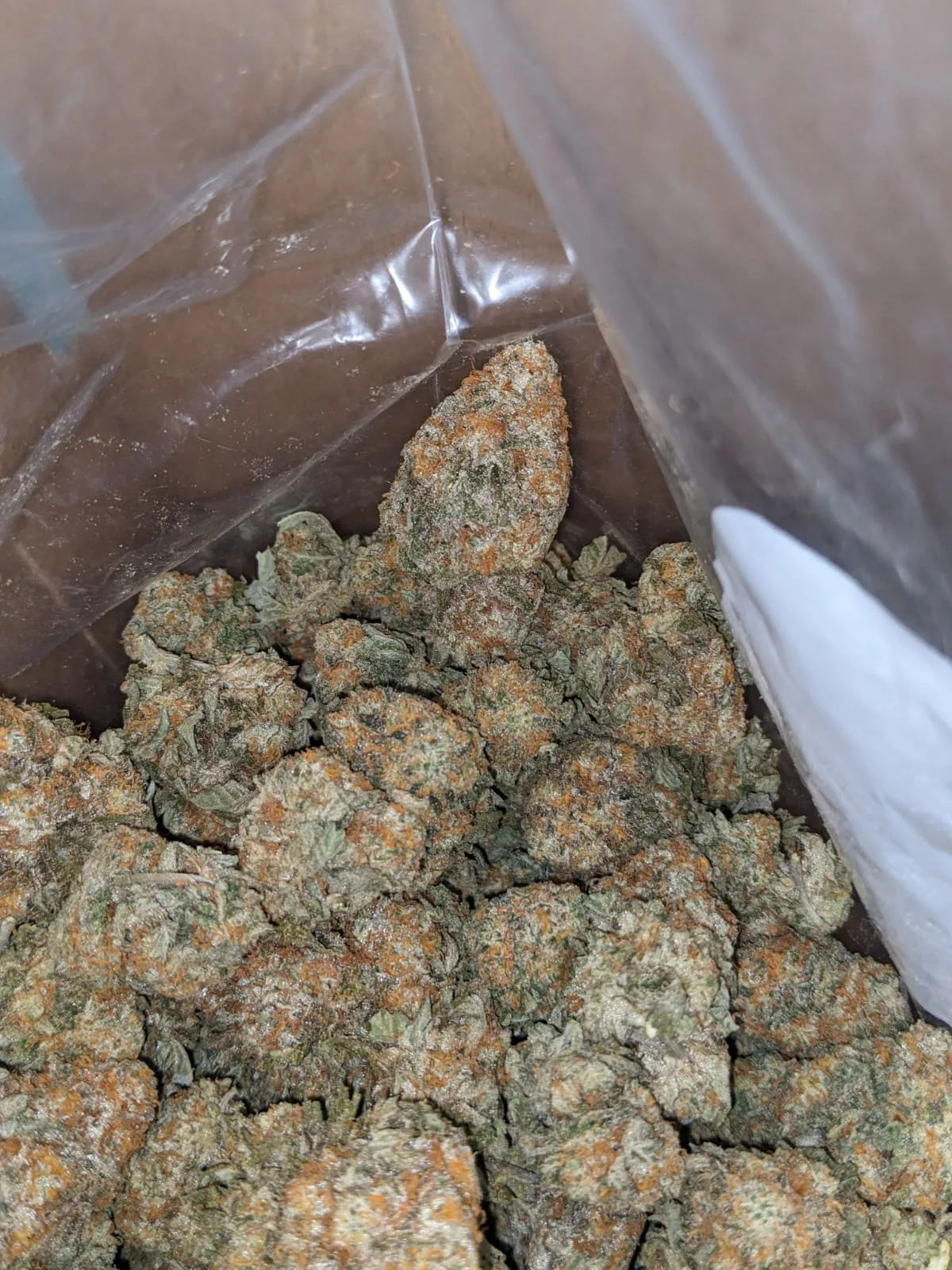Garlic Breath - Image 7