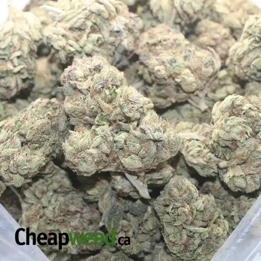 Jedi Kush - Image 3