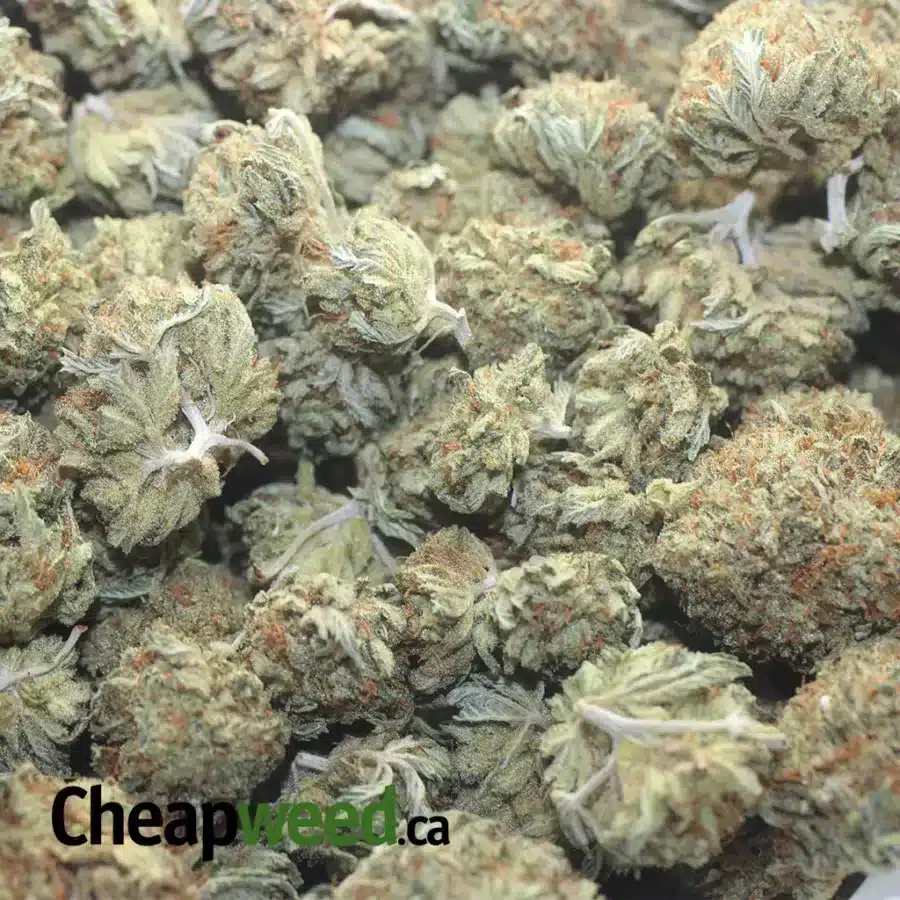 JETFUEL DOD 1 I Jetfuel - *Deal Of The Day*
