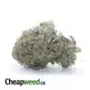Jetfuel - *Deal Of The Day*