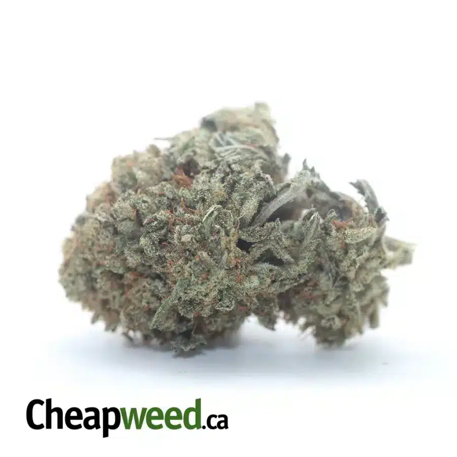 Jetfuel - *Deal Of The Day*
