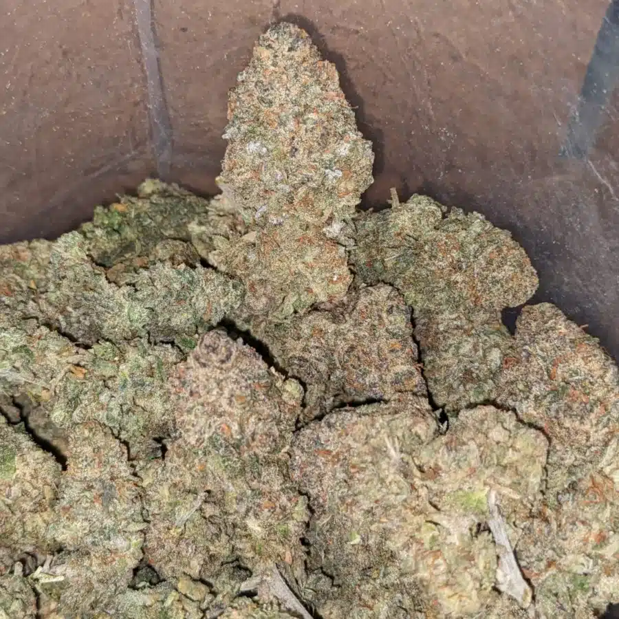 Alternative view of Jokerz