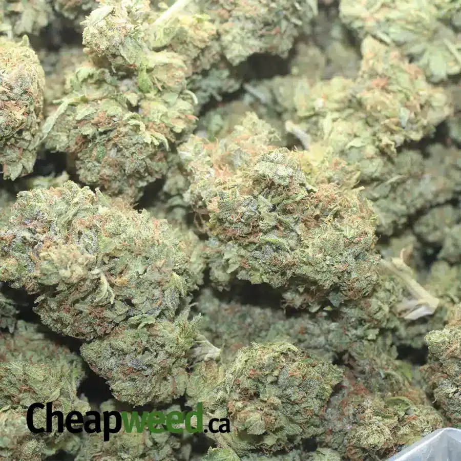 KING BUBBA KUSH 1 I King Bubba Kush