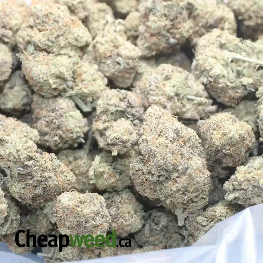 MAC10 x GMO Cookies - Image 3