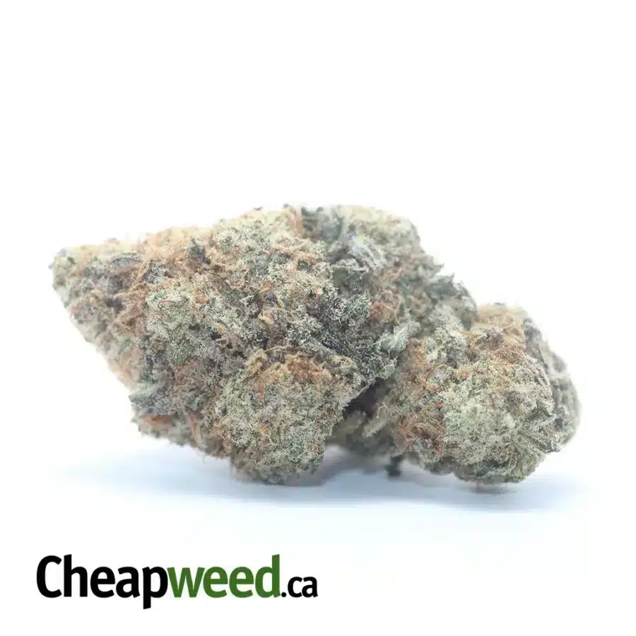 MAC10 x GMO Cookies