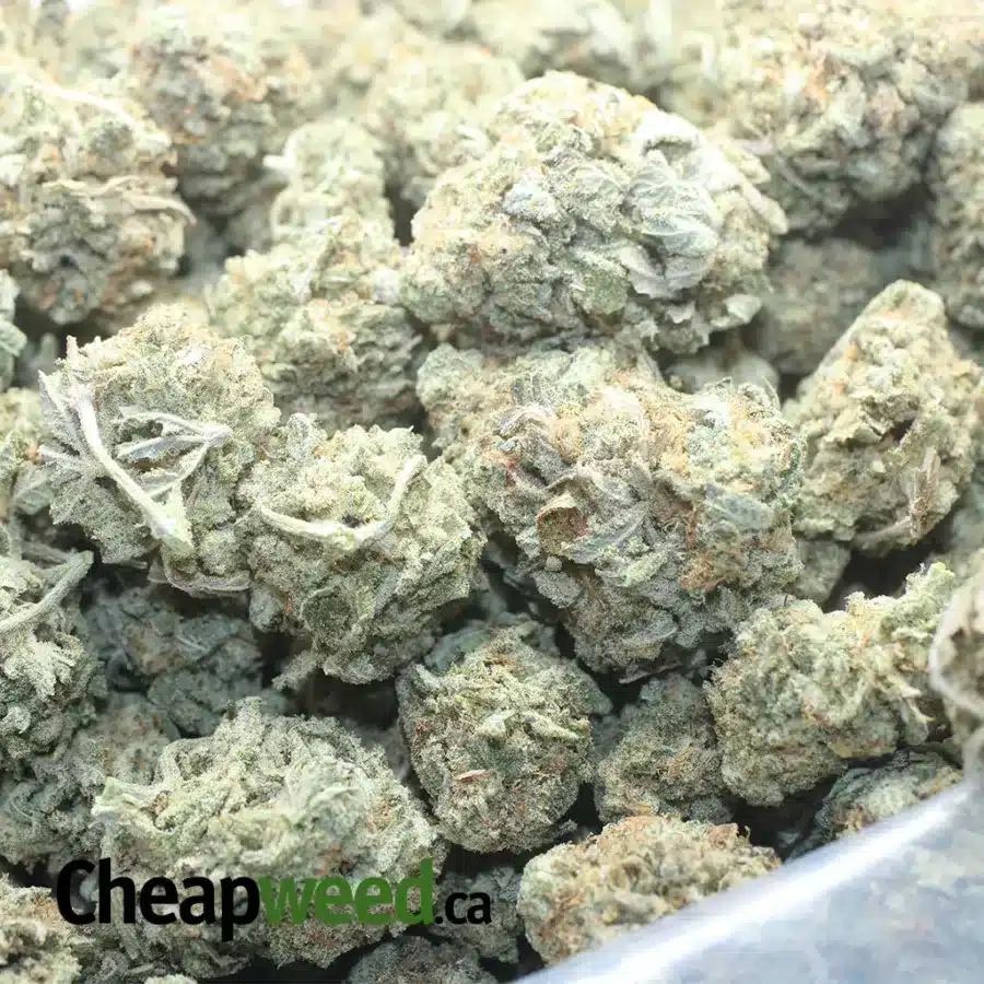 MIRACLE ALIEN COOKIES 1 I Miracle Alien Cookies