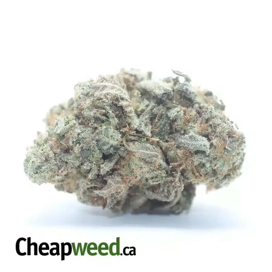 Miracle Alien Cookies