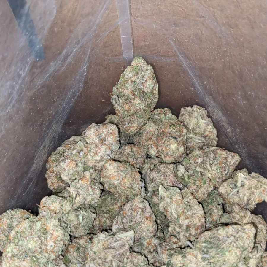 MAC10 x GMO Cookies - Image 6